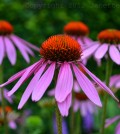 echinacea