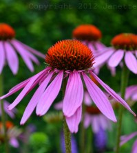 echinacea
