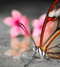 Animalele pe care aproape nu le vezi